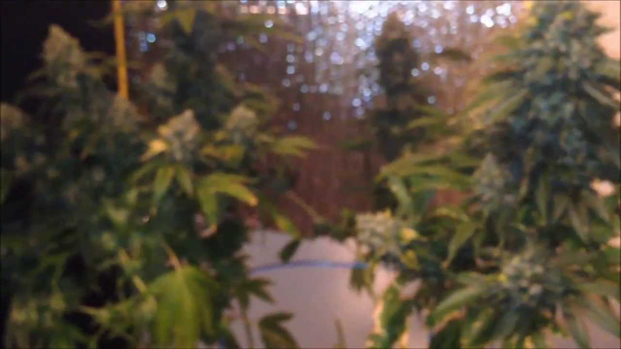 Chemdawg Harvest Video - Hempy Bucket - Humboldt Seed Org.