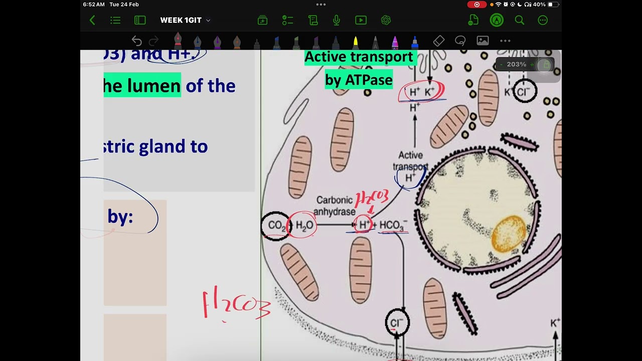 Histology of The Alimentary Canal  Part 2