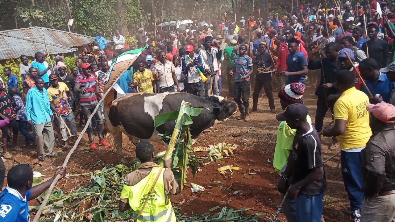 😭😭😭😭Mazishi ya ajabu duniani😭😭😭😭 bull fighting zachimbua kaburi la jeshi😭😭😭😭