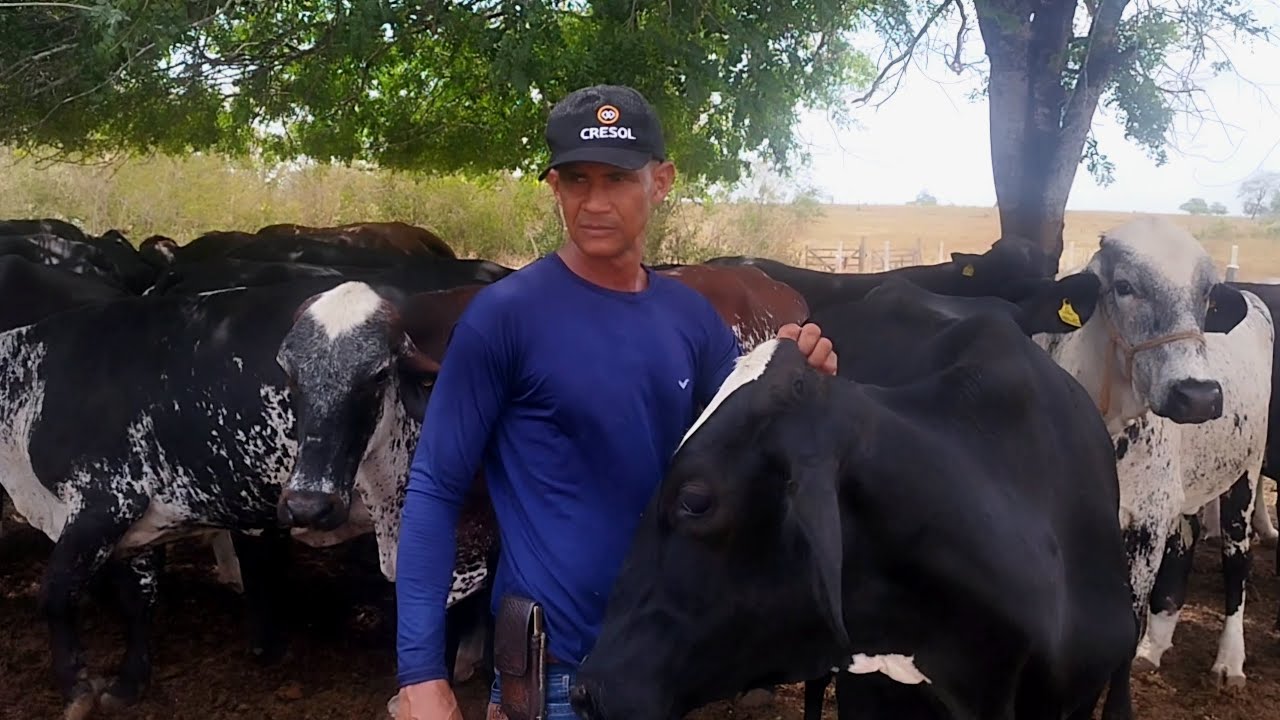 RESULTADO DAS VACAS GIROLANDAS FIV