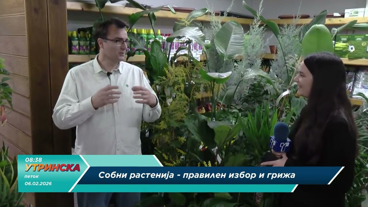На лице место ... Собни растенија, правилен избор и грижа