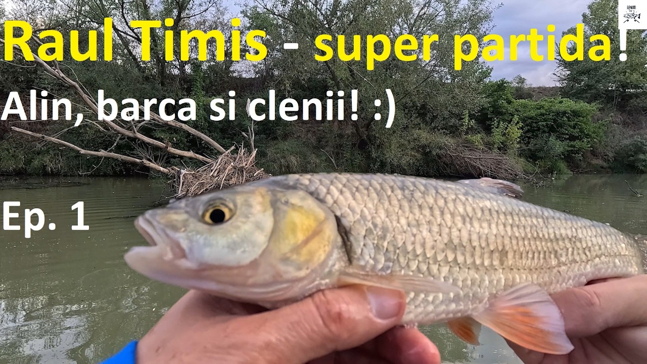 Pescuit pe raul Timis! Super partida alaturi de Alin! Cleni din belsug!