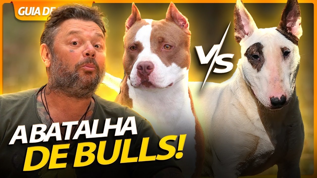 PITBULL VS BULL TERRIER, DUAS RAÇAS DE CÃES DE RINHA?! | RICHARD RASMUSSEN