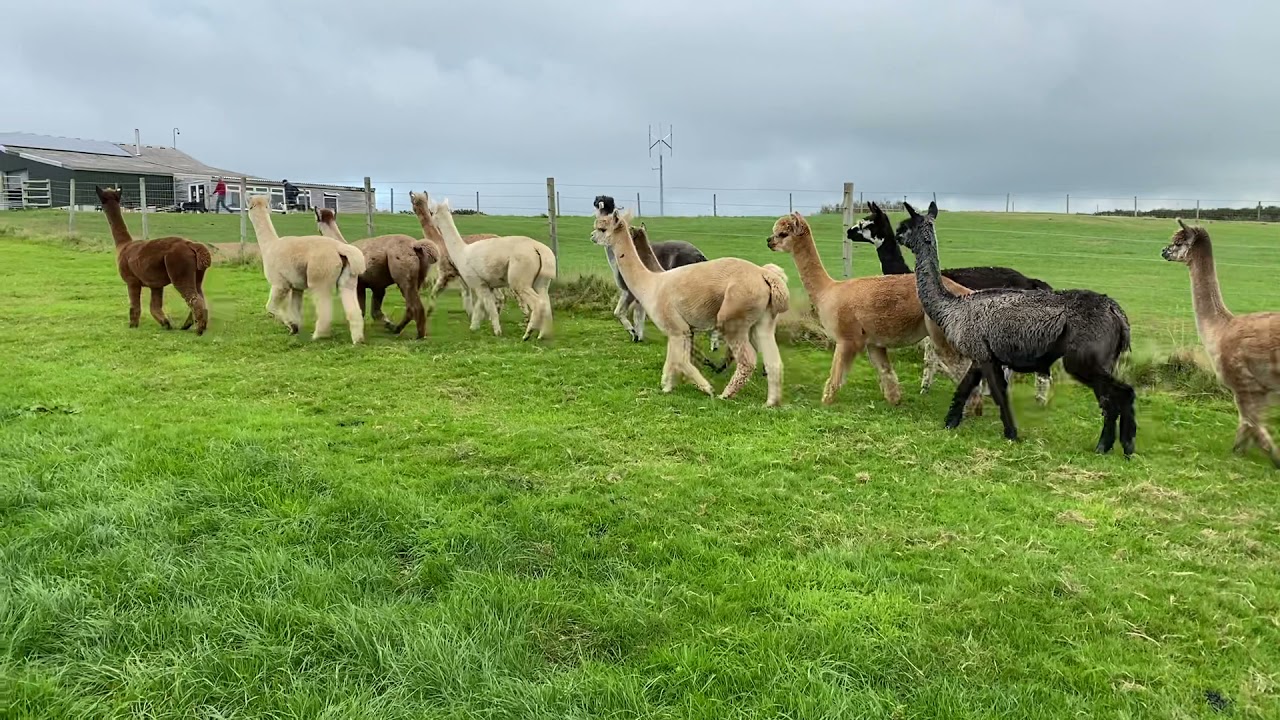 Alpaca alarm calls