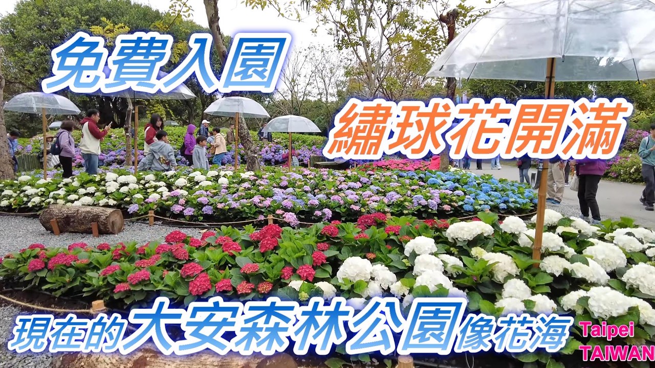 現在的大安森林公園像花海？台北杜鵑花季 &times; 繡球花展同時盛開｜Taipei Azalea Festival & Hydrangea Flower Show Walk Vlog 🌸✨ #台北杜鵑花季 
