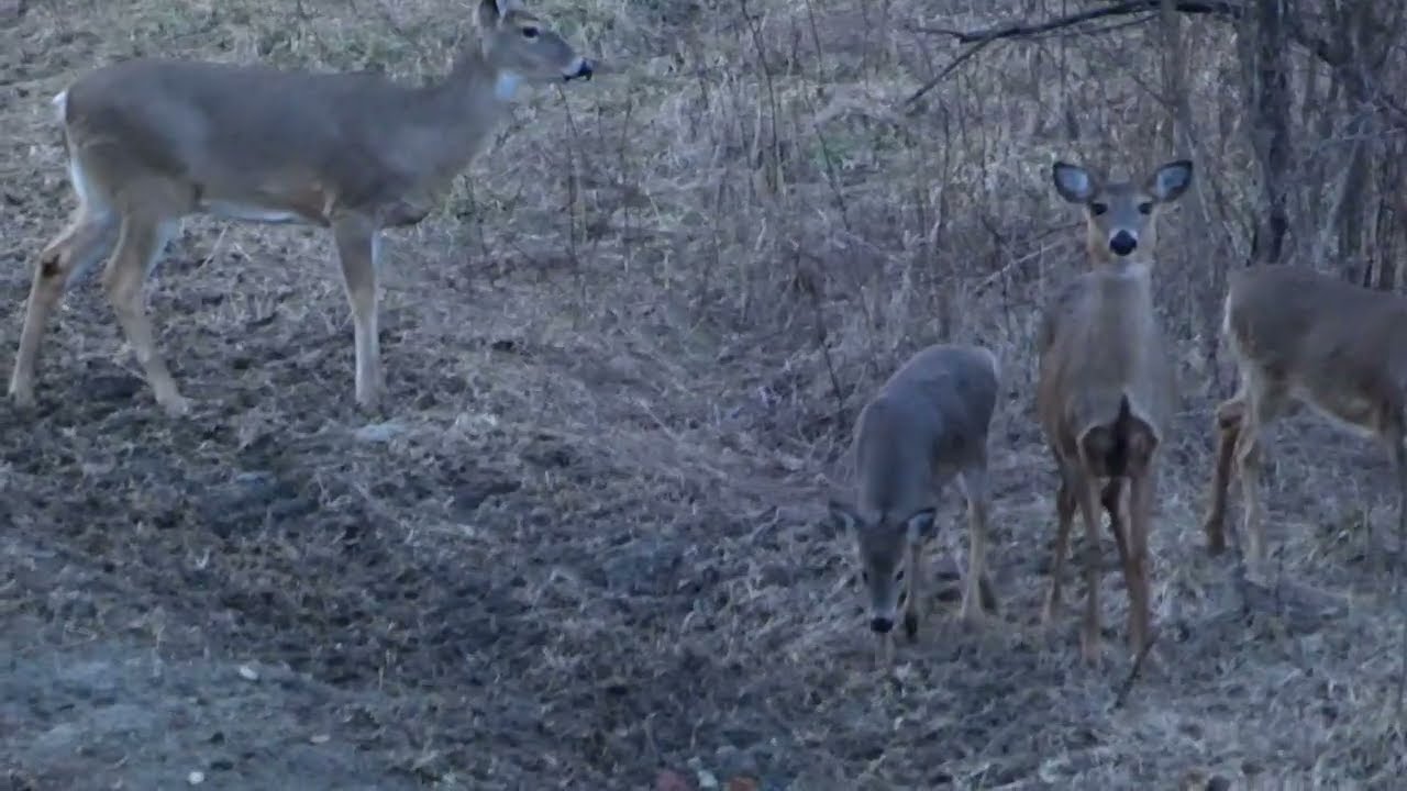 Some curious Does (deer) checking me out. 2/28/2026 @mattmathias2119 