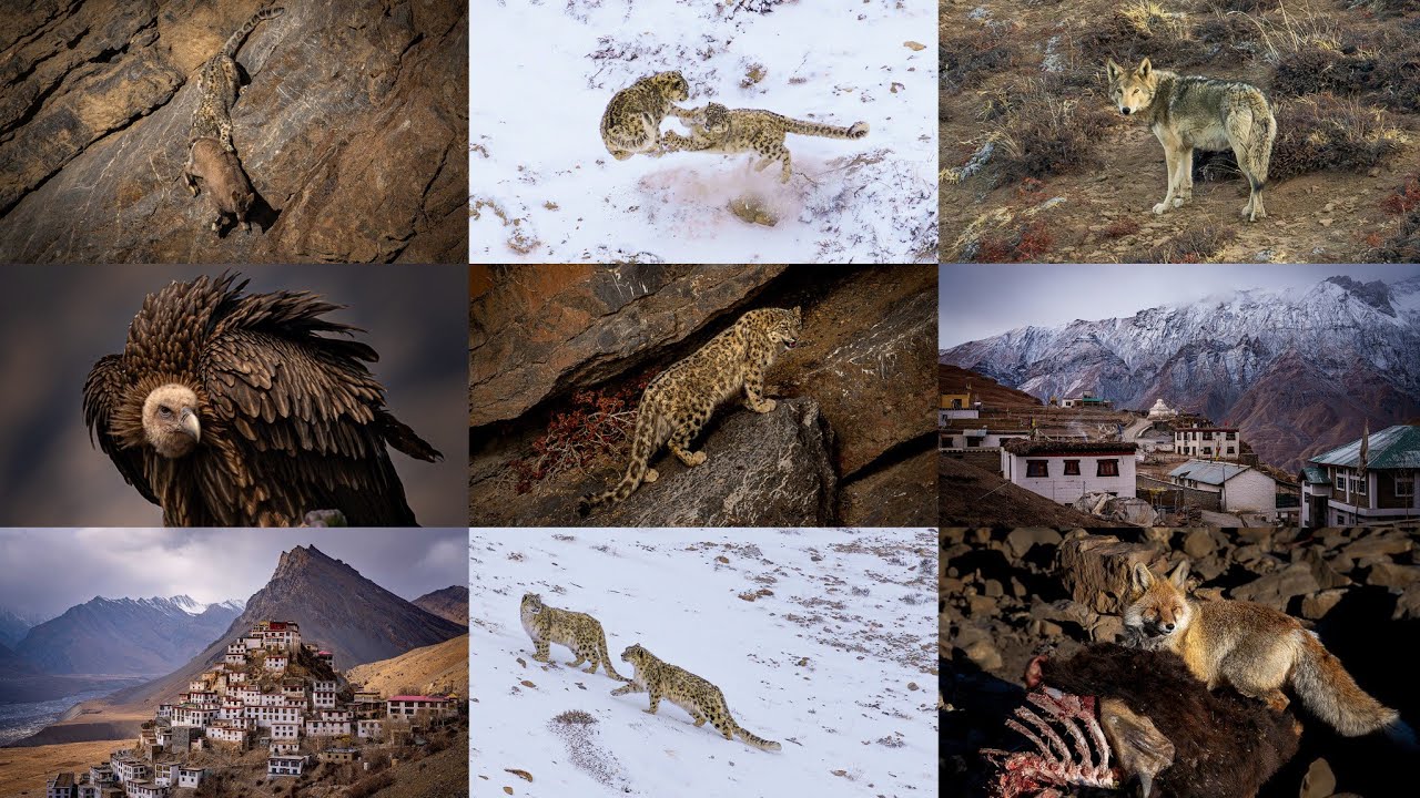 FULL | UNCUT | THE EXPEDITION IN SEARCH OF THE ELUSIVE SNOW LEOPARD | KIBBER | SPITI VALLEY | INDIA