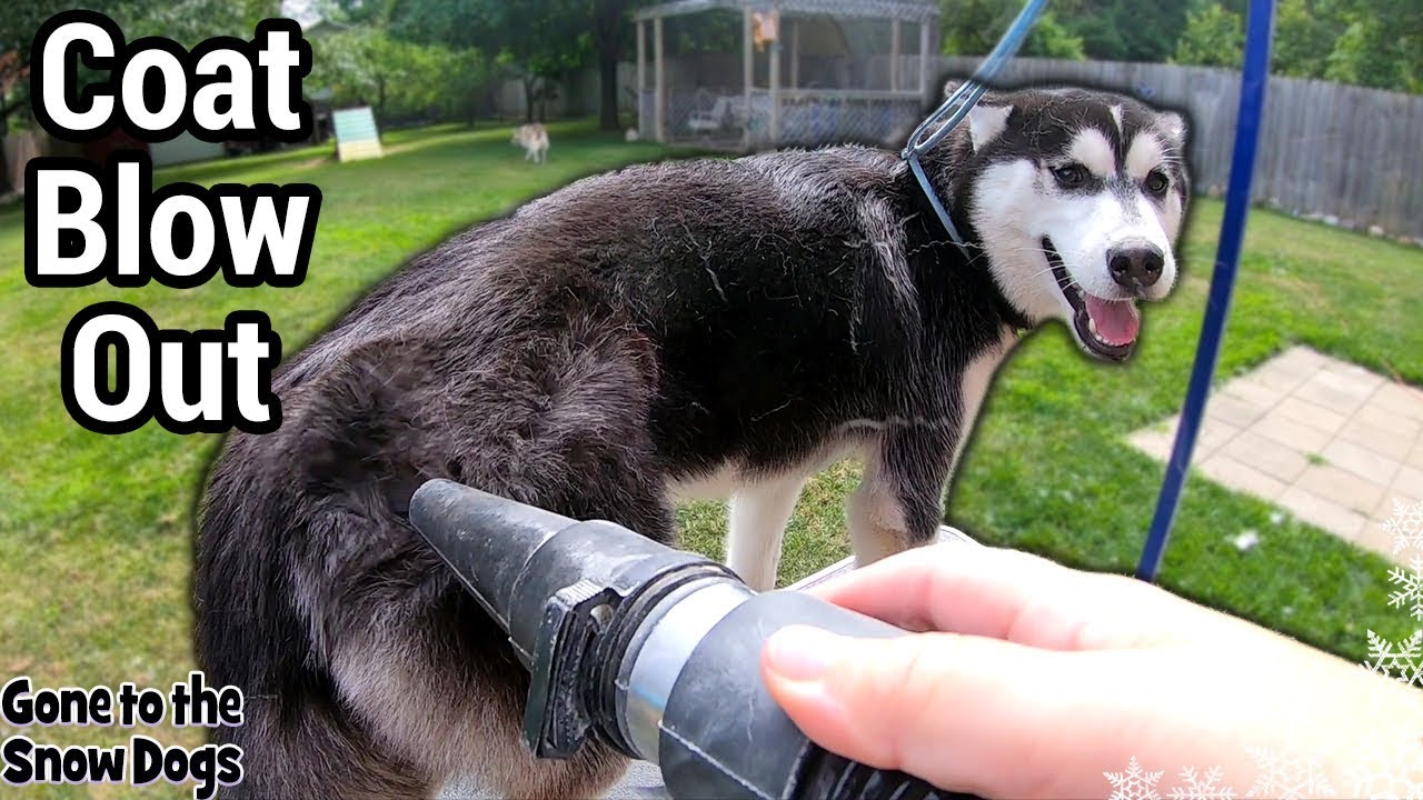 Husky Puppy First Time Grooming and Coat Blow | Do Huskies Shed?