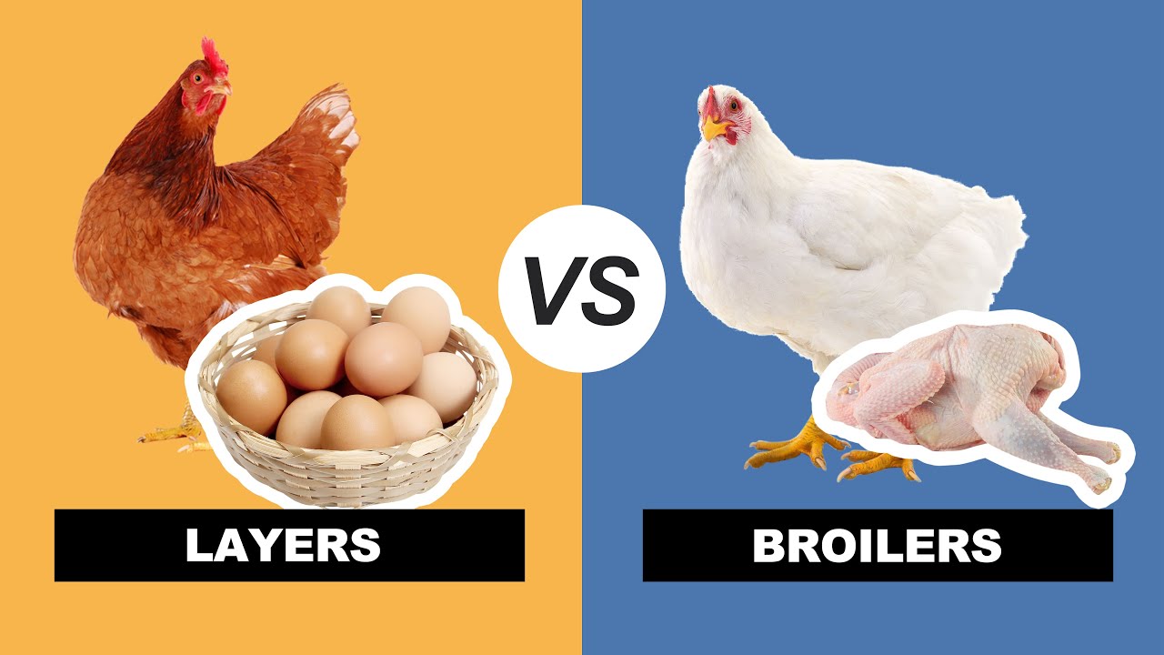 Should I raise layers or broilers? A Practical Guide for Beginner Poultry Farmers - RETECH Farming
