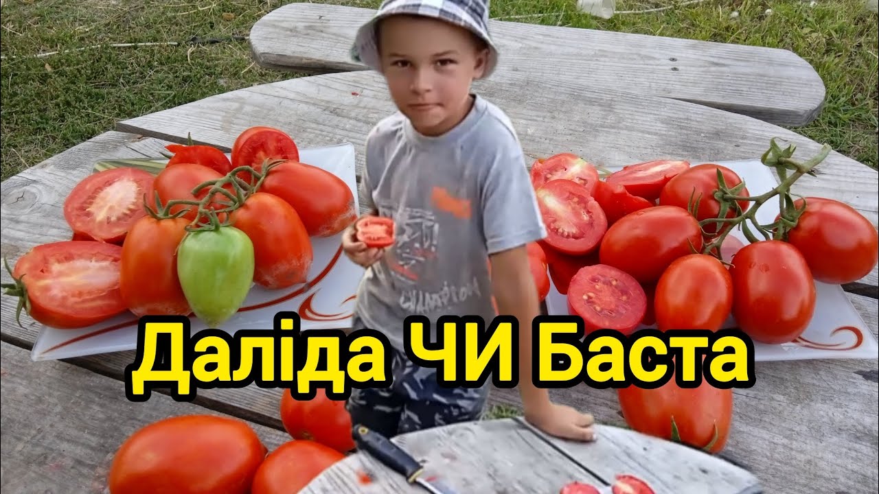 Порівняння томатів. Даліда ЧИ Баста.