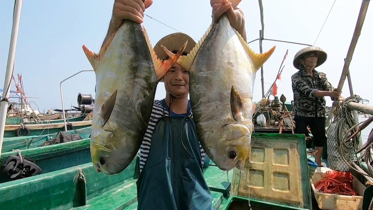 特大金鯧魚群撞上網，十幾張漁網收入近萬塊錢，這魚群到底有大！#探海漁人
