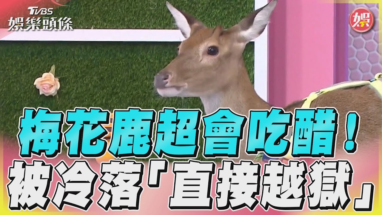 毛孩是「梅花鹿」超會吃醋　沒被帶出門竟從2樓跳出去！｜TVBS新聞@TVBSNEWS01