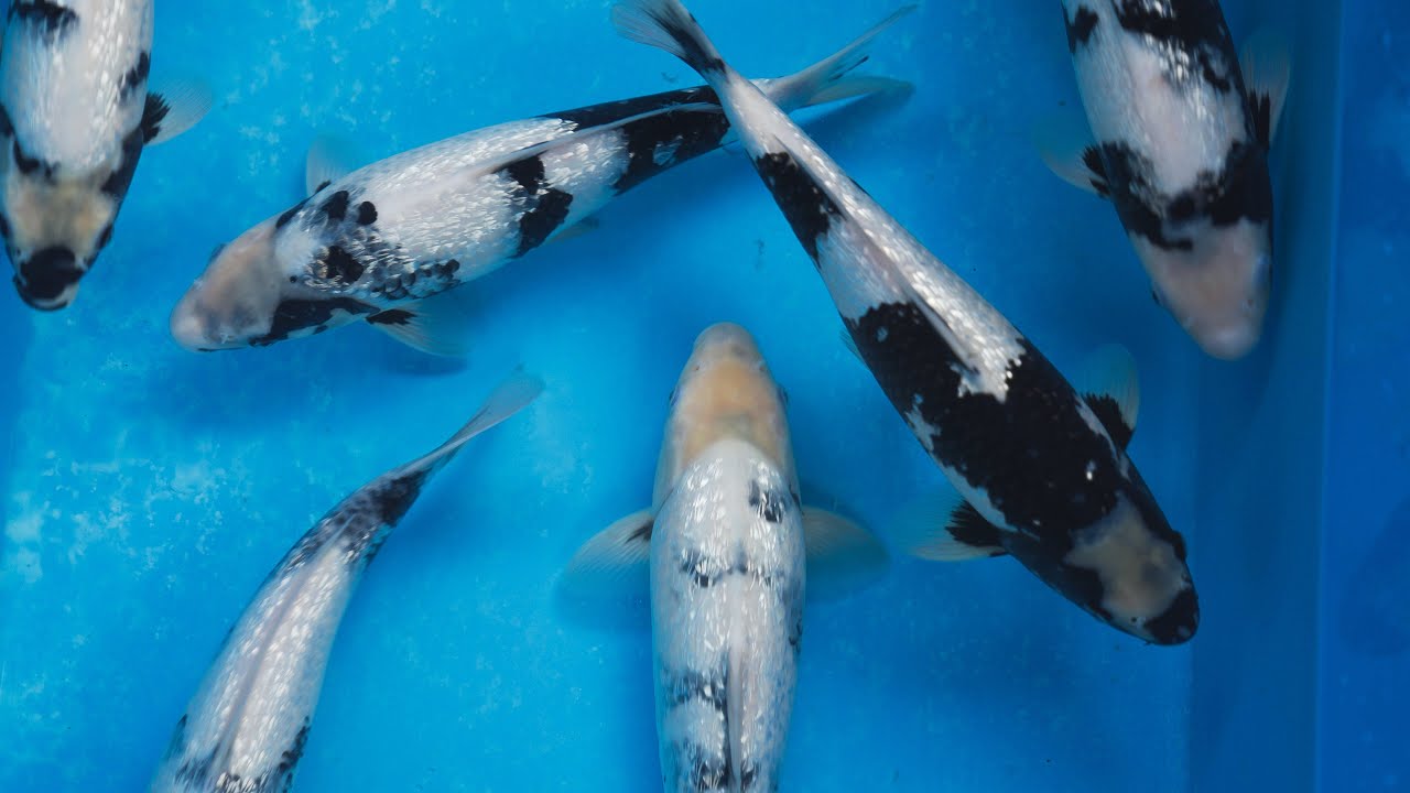 Mastering OKAWA SHIRO UTSURI: Tips and Techniques for Selecting the BEST KOI FISH | Part 3