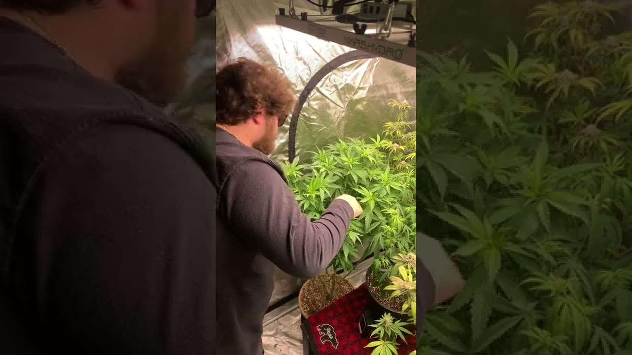 GROWING HOMEGROWN WEED! HOW TO PREVENT PM(POWDERY MILDEW).
