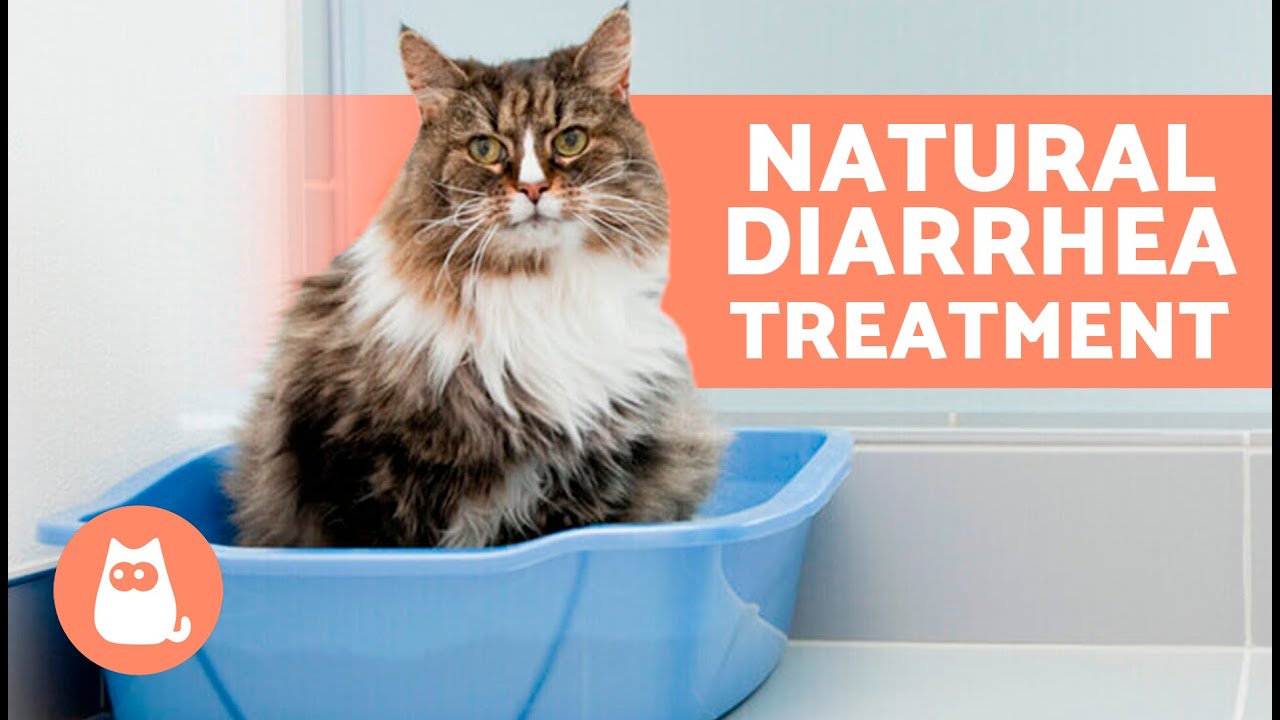 7 HOME REMEDIES for DIARRHEA in CATS 🐱✅ How to TREAT DIARRHEA in CATS