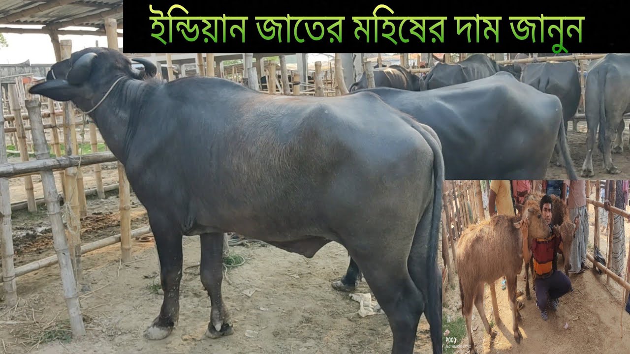 ইন্ডিয়ান উন্নত জাতের মহিষ এর দাম জানুন অরনখোলা গরু হাট থেকে...........!!!!