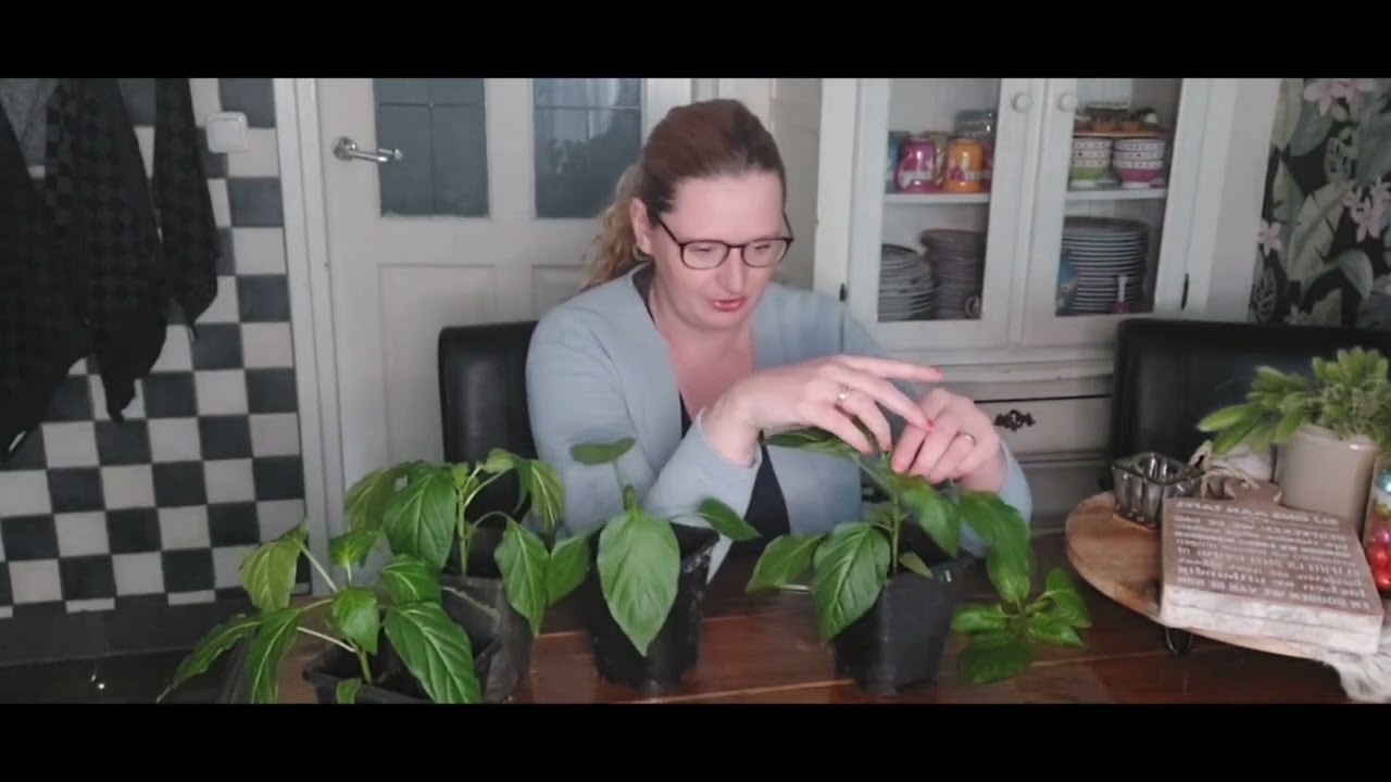 Jonge paprika plantjes toppen. Hoe en Waarom doen we dit!! #moestuin #eco #tuinieren #ecofriendly