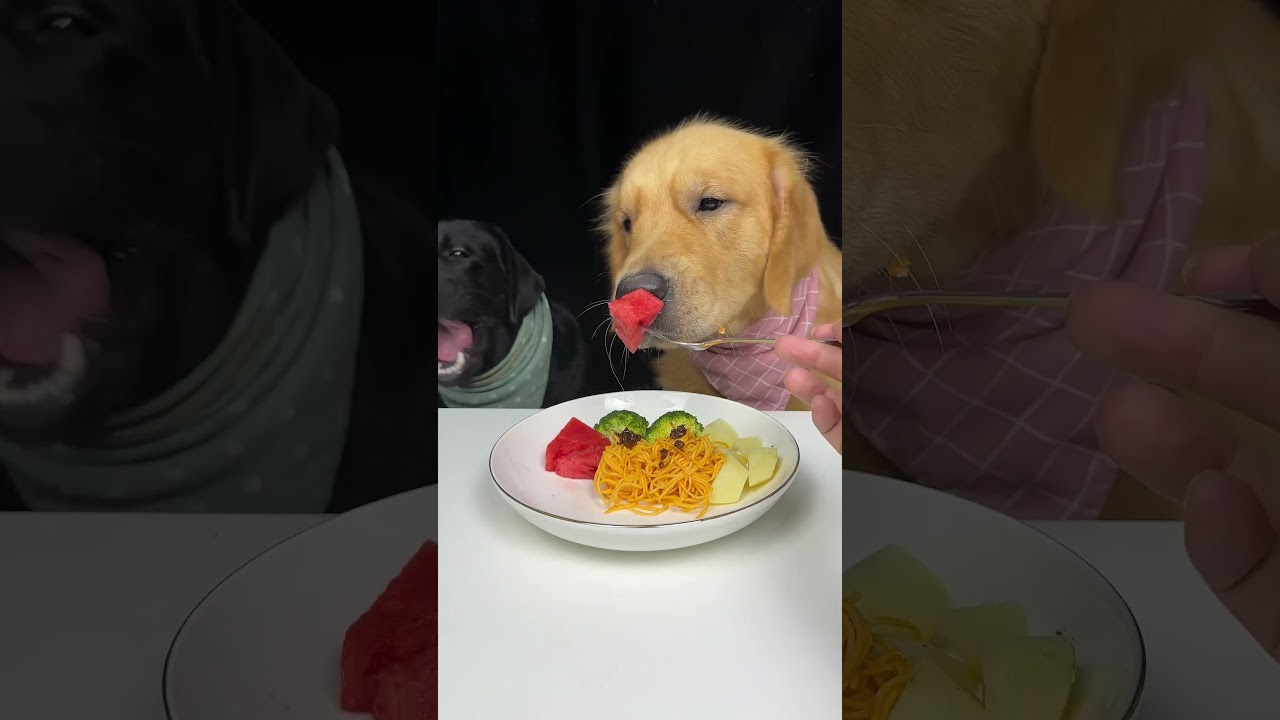 My Brother Golden Is Not Feeling Well Today. Golden and Labrador. The Daily Life Of Two Cute Dogs