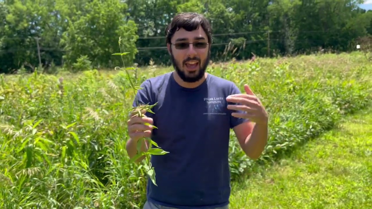 How to identify Swallowwort