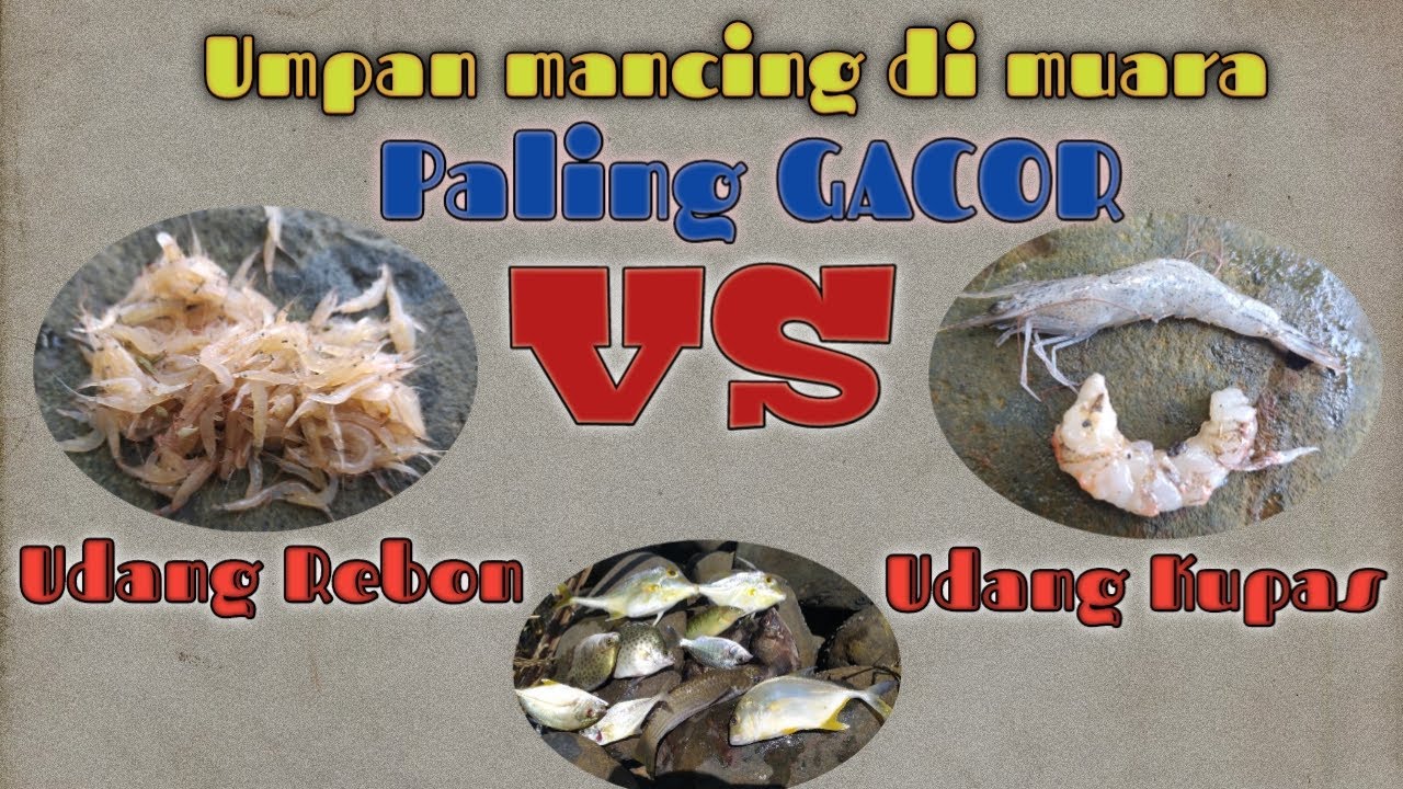 Mancing di muara jagojago 27 || udang kupas vs rebon