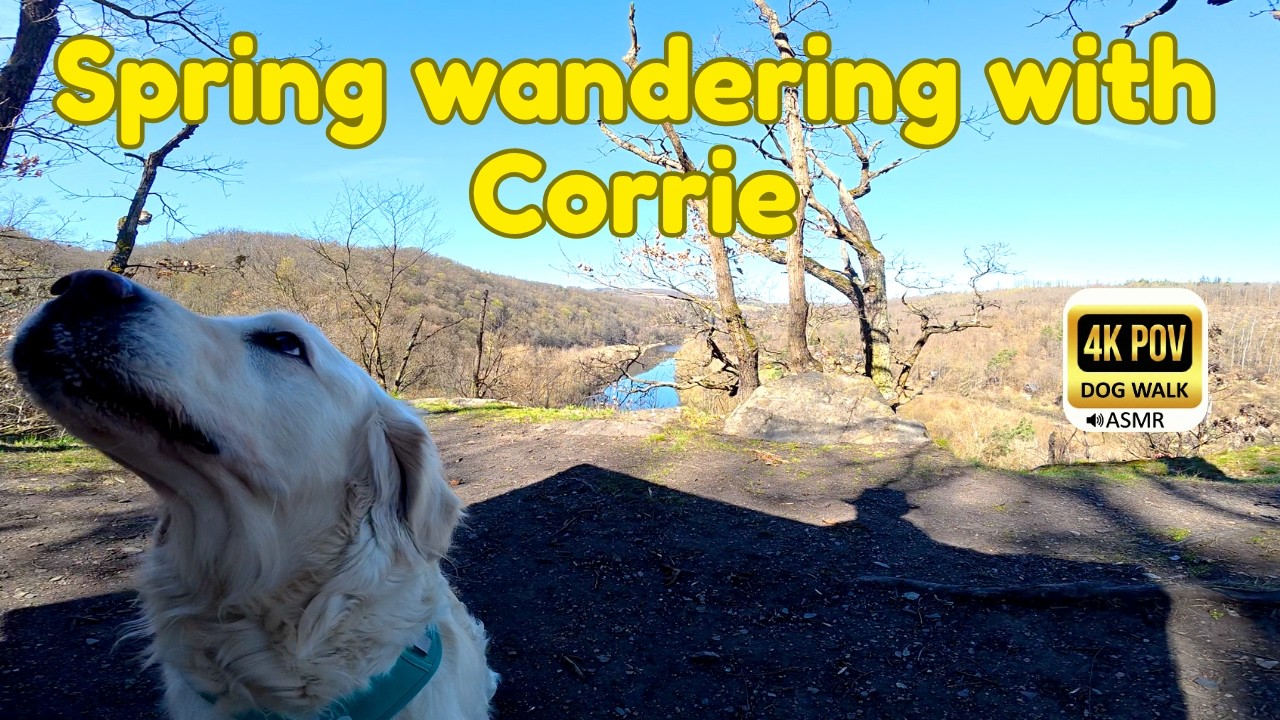 2 Hours of ☀️ Sunny Forest ASMR 🌲 Relaxing Walk with Golden Retriever Corrie | Dog TV & Slow TV | 4K