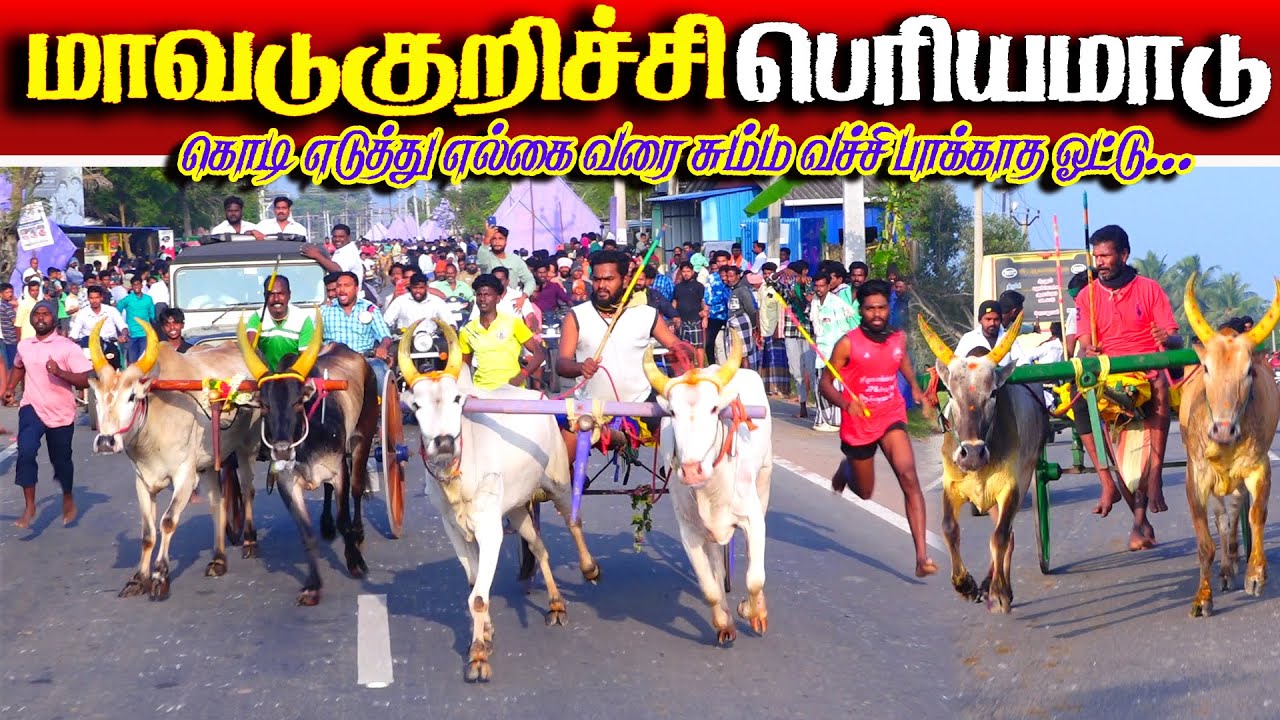 மாவடுகுறிச்சி பெரியமாடு பந்தயம் 28.12.2025 #mavadukurichchi_periyamaadu