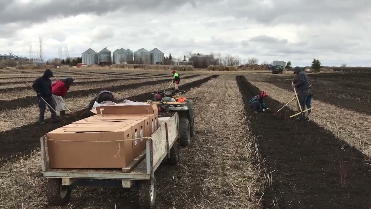 Planting Haskaps