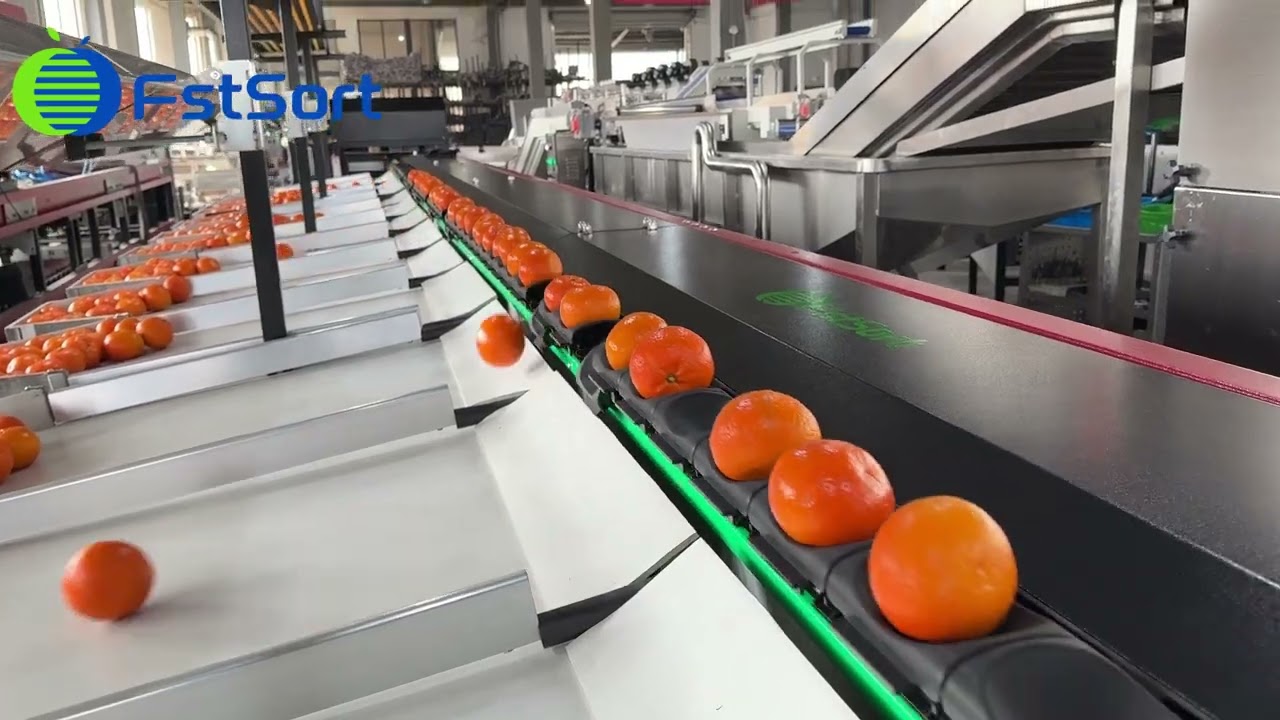 FstSort Citrus Sorting Machine; Orange sorting machine; Fruits Grading machine#citrus #fstsort