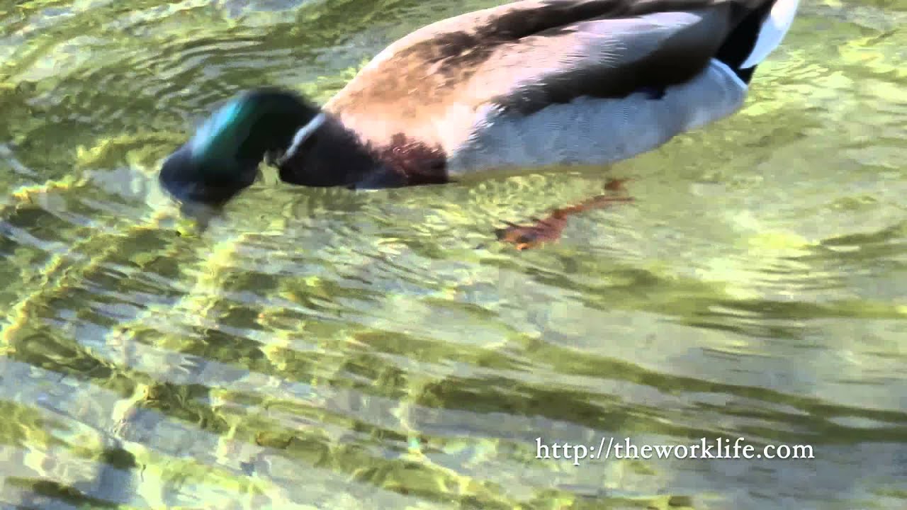Duck in Crystal Clear Water