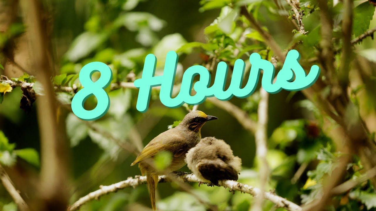 Calming Nature Sounds - Gentle Birdsong + Babbling Brook for Relaxation Stress Relief White Noise