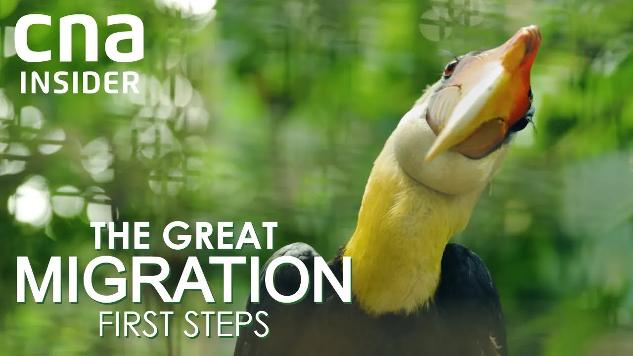 A New Home For Asia's Largest Bird Park | The Great Migration: First Steps | Full Episode