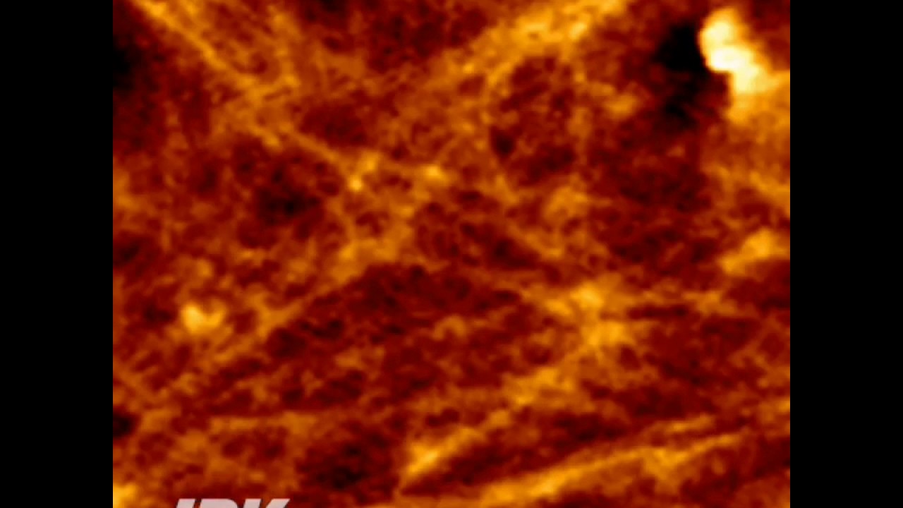 Atomic Force Microscopy - Live CHO cell dynamics