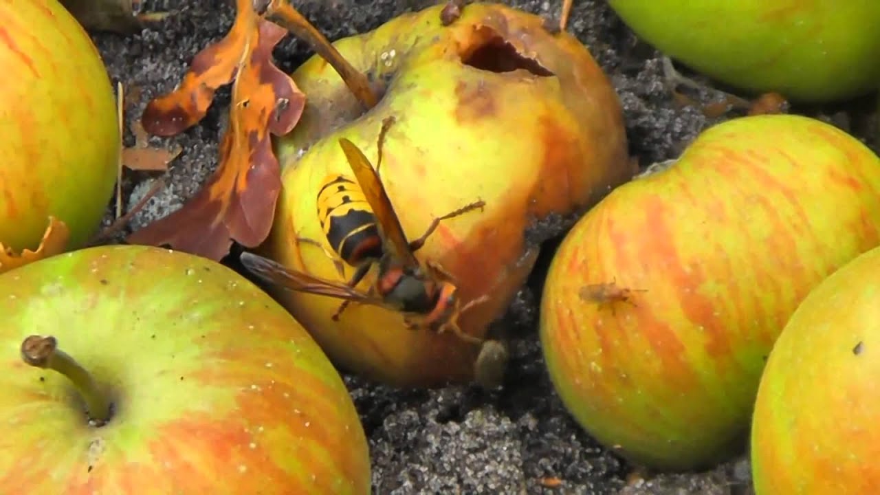 Atak szerszenia / Attack of the european hornet (Vespa crabro)