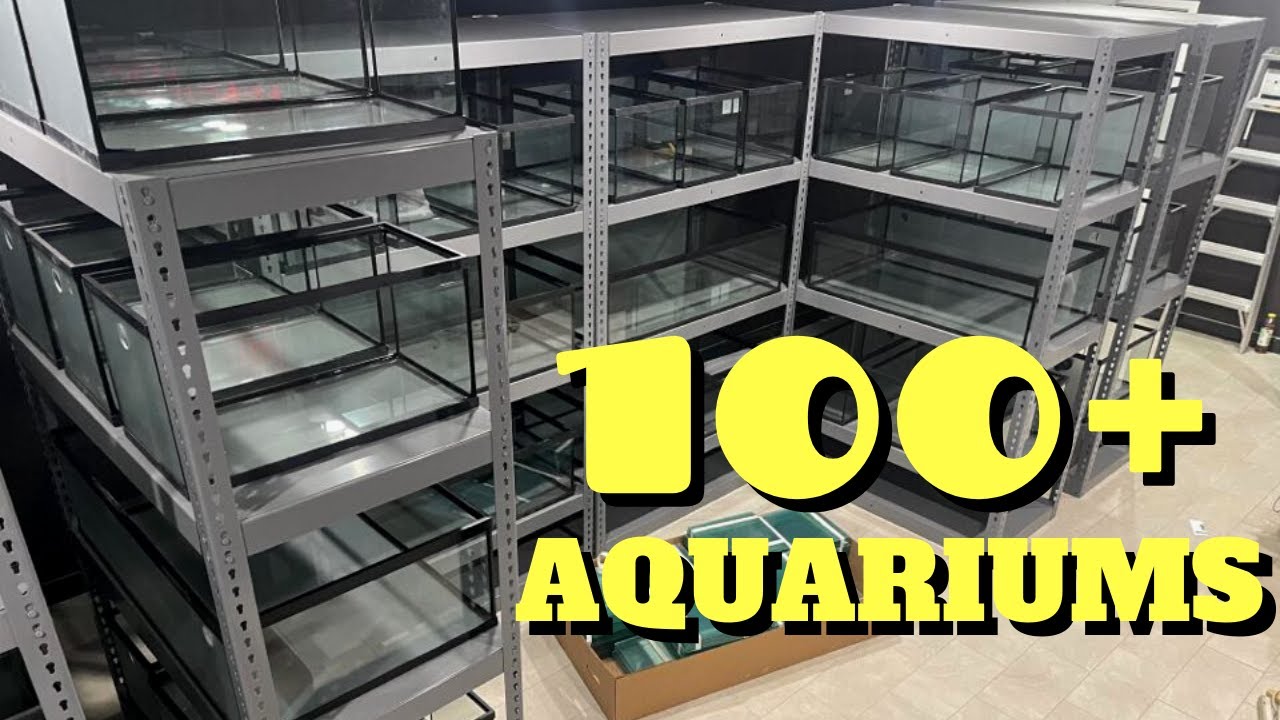 Preparing for AUTO WATER CHANGE System | Fish Room Update