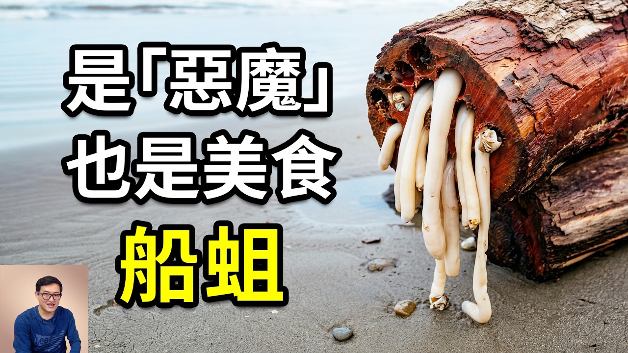 吃木頭的「生蠔」，有神秘功效的地獄美食！曾經是航海家的噩夢，卻成了盾構機的原型，船蛆的瘋狂真相……【老肉雜談】#動物 #海鮮 #海洋 #知識 #美食