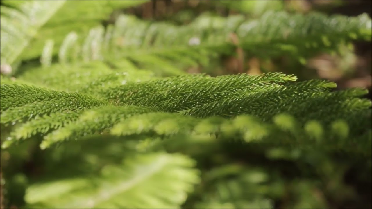 River in a Forest Ambience (1 HOUR)