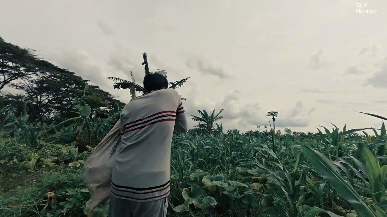 Petani Waluh : Panen Dapat 13pcs Laku 260K