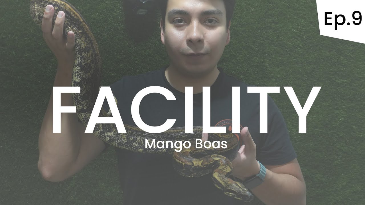 ¡GRANDES PROYECTOS DE BOAS CON IMG Y LEOPARD! - FACILITY (Episodio 9)