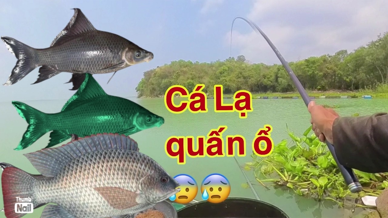 chinh phục bầy cá rô phi cụ ở hồ bán tự nhiên lớn nhất bằng bài mồi tủ// dính bầy cá lạ ?