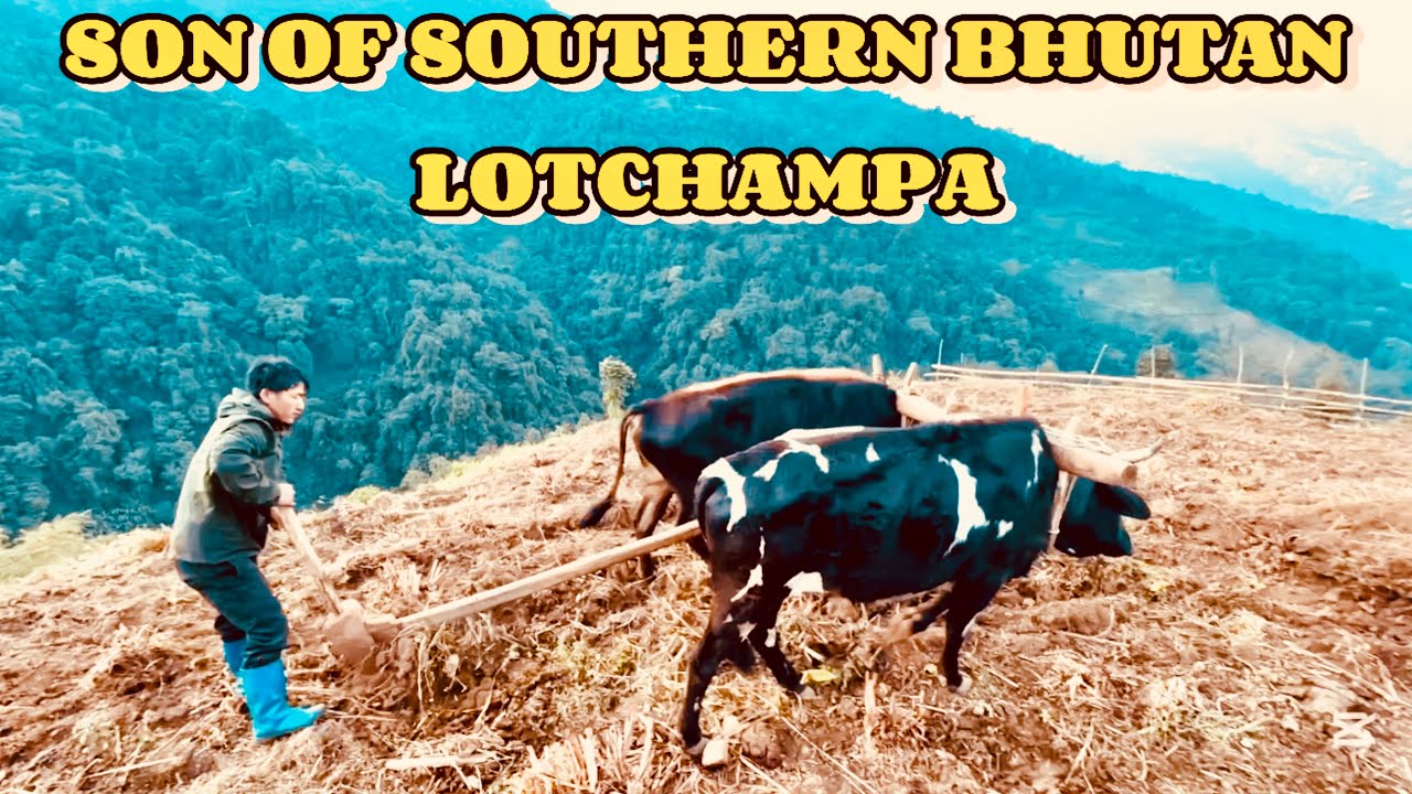 Rural life in Southern part of Bhutan and Livestock farming - Real village life with cows - Bhutan
