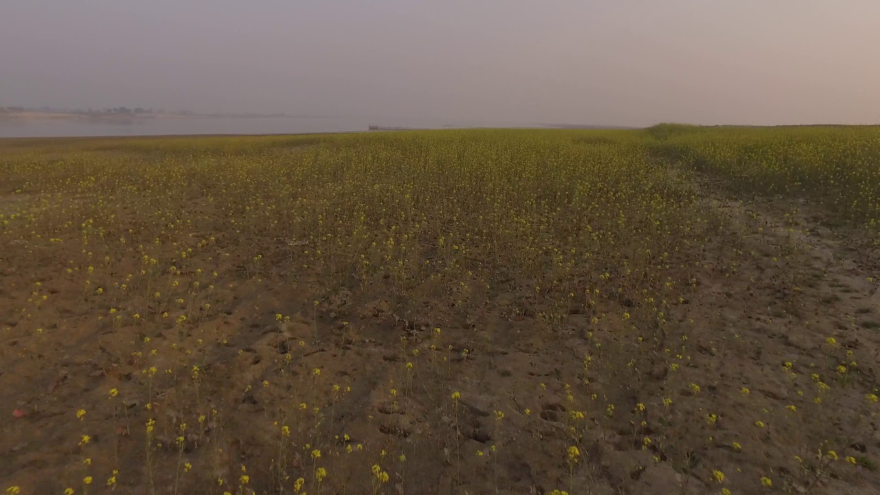 massive flowers next to the river water//FREE STOCK FOOTAGE