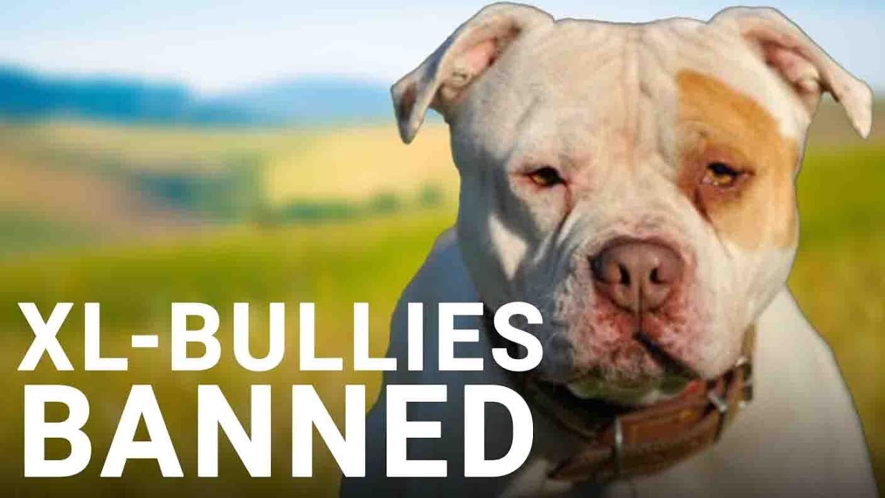 XL Bully ban is ‘really restrictive’ | Hannah Wiltshire