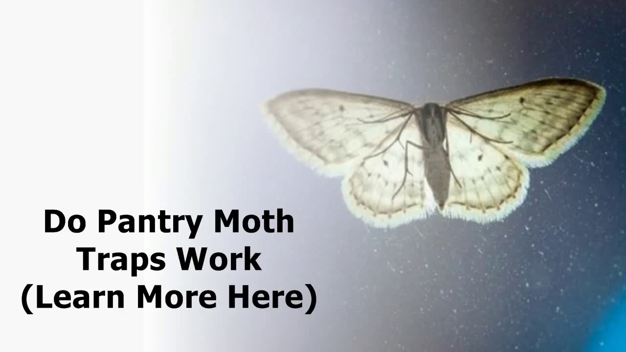 Do Pantry Moth Traps Work