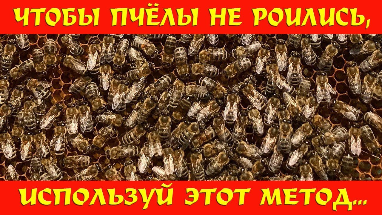 Чтобы пчёлы не роились, используй этот метод!