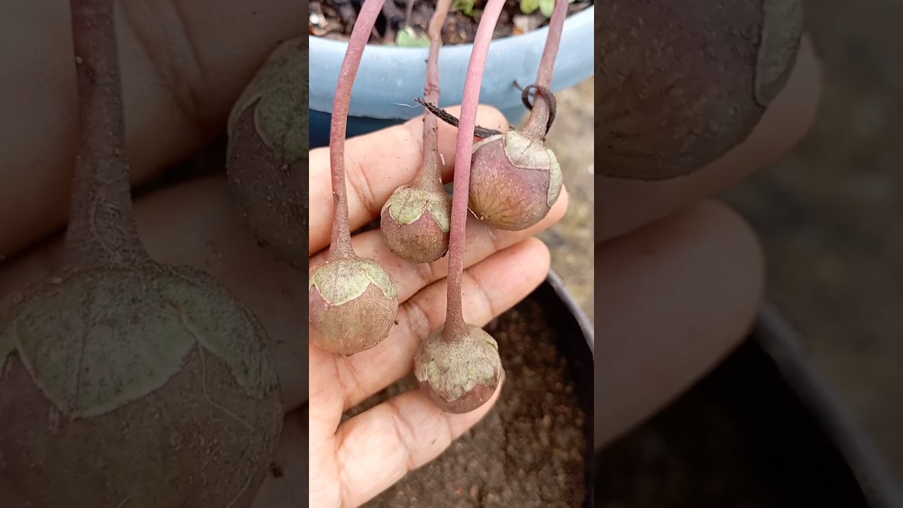 👉 Cyclamen seeds collect 👈|| 👍👍 #shorts#youtube#shortsvideo