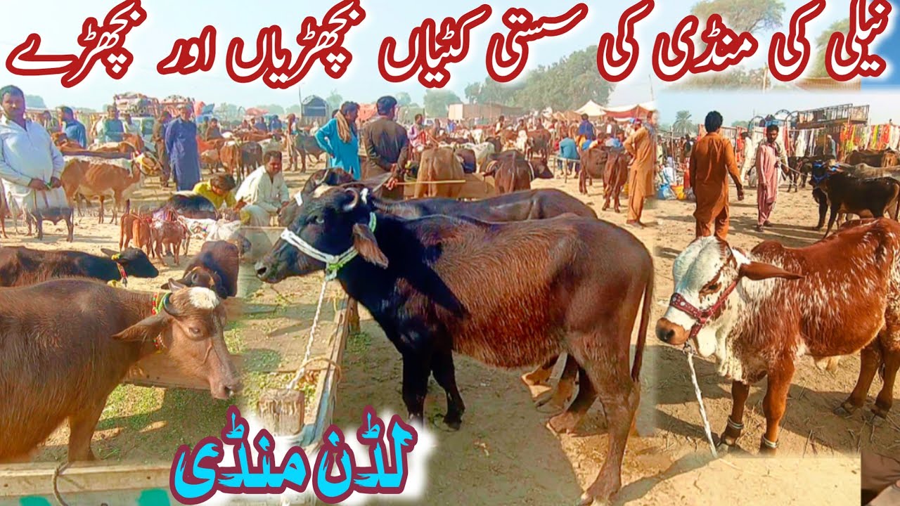 LUDDAN MANDI MEIN HEIFERS KATTIAN BACHRAON KE LATEST RATES || Pure Nile Kattian Cholistani Bachrian