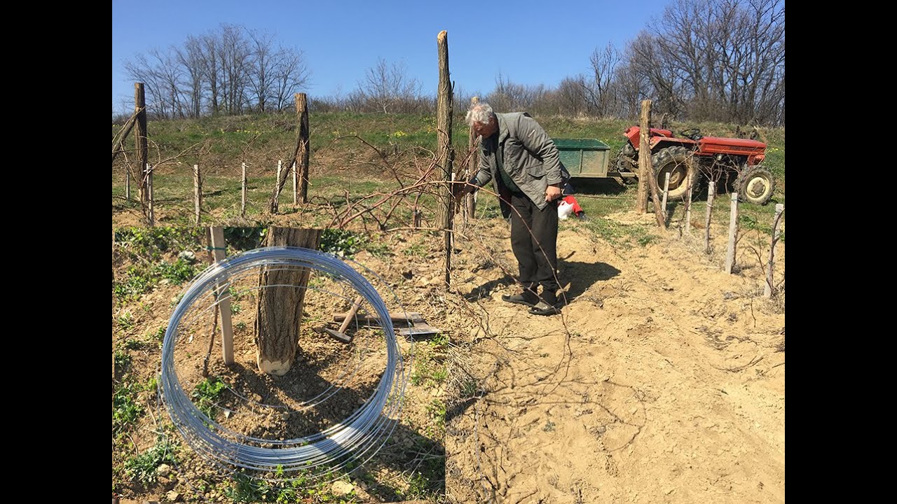 Vinograd: postavljamo zicu...