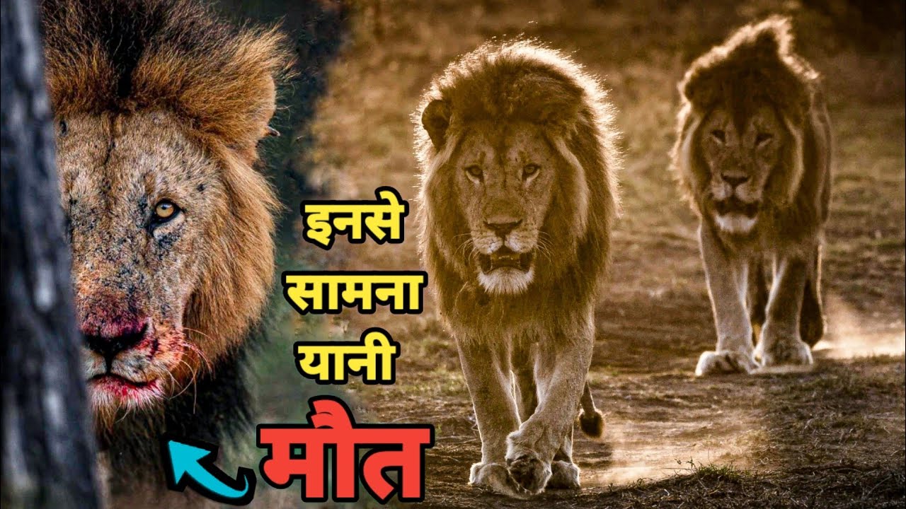 True Story of The Deadliest Five Lion Brothers of Tanzania। Facts Phylum