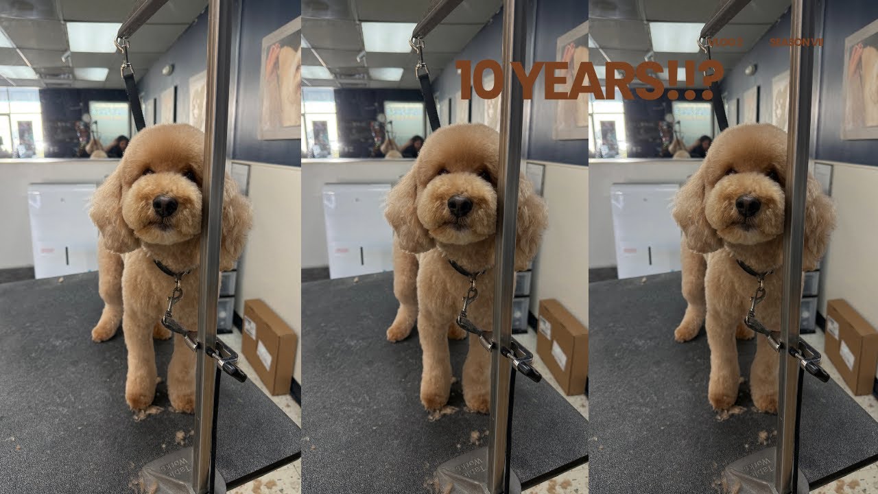 ive been grooming animals for a decade