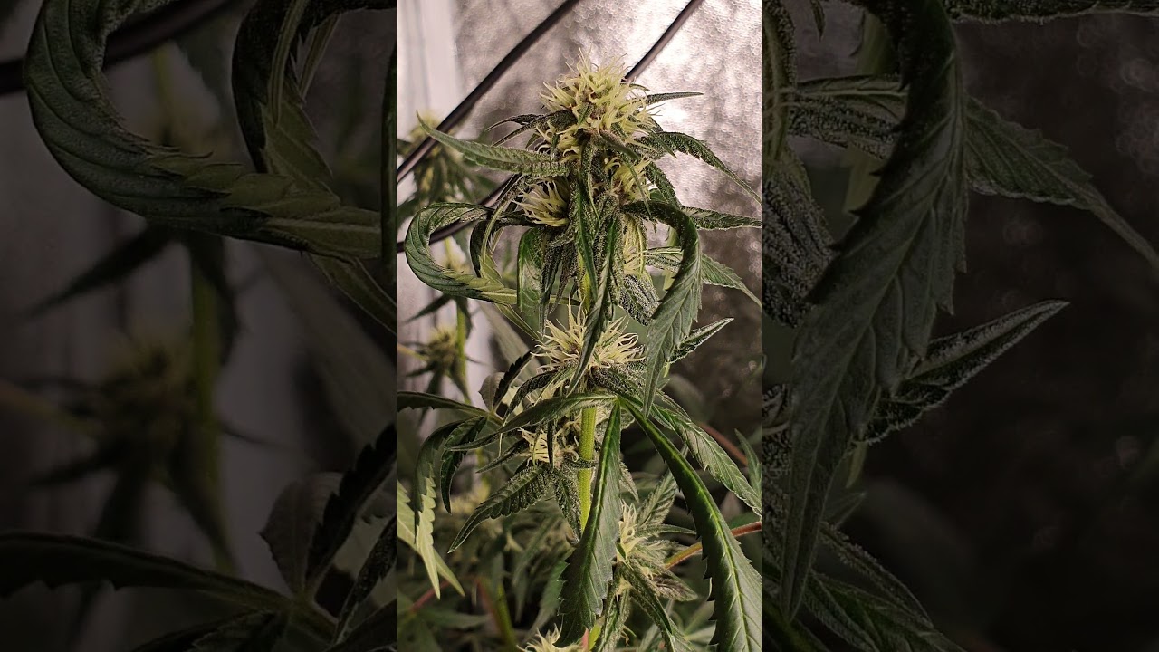 ending 3rd week of flowering stage